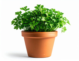 Fototapeta premium Fresh Parsley Plant in Terracotta Pot.