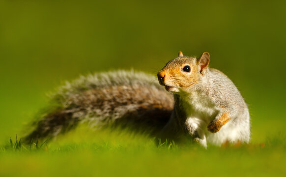 Portrait of a cute curious grey squirrel standing on green grass