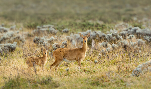 Female Bohor reedbuck and calf in Bale Mountains, Ethiopia