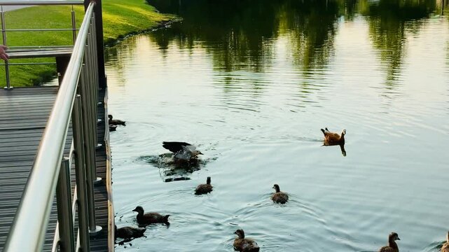 Mother and father Ruddy shelduck with her small ducklings on lake in the summer. It is a waterfowl of the duck family, similar to the common one. The bird has orange-brown plumage and a lighter head.