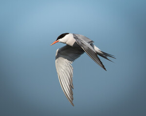 Obraz premium Wildlife photograph of a common tern in flight captured against a clean blue sky with wide open space. The elegant seabird shows long narrow wings and streamlined body, creating a strong sense of