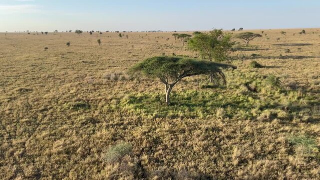 Gliding over trees on an African plain as seen from a hot air balloon
