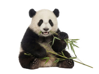 Baby panda eating bamboo, isolated on transparent background (PNG) © Trixy