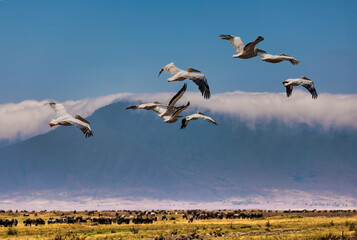 Flock of Pelicans Flying Over Plains in Ngorongoro Crater © Robert
