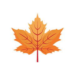 Fototapeta premium maple leaf colorful vibrant flat illustration