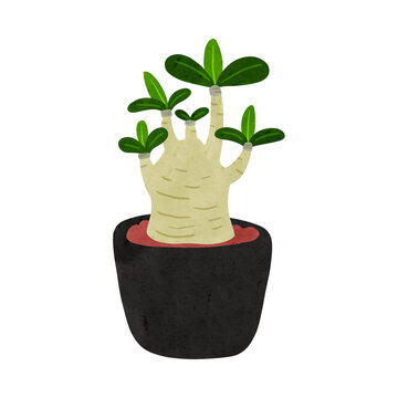 アデニウム・アラビカムの鉢植え　水彩風手描きイラスト