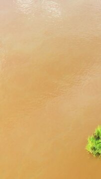 A patch of vibrant green grass floats on the surface of muddy river water, captured in Luang Prabang, Laos. The scene highlights the natural textures and colors of the river environment.
