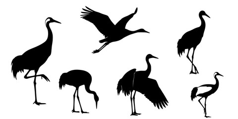 Fototapeta premium Crane bird svg, Crane bird silhouette, Japanese crane svg, Sandhill crane svg, Crane silhouette, Crane svg set 