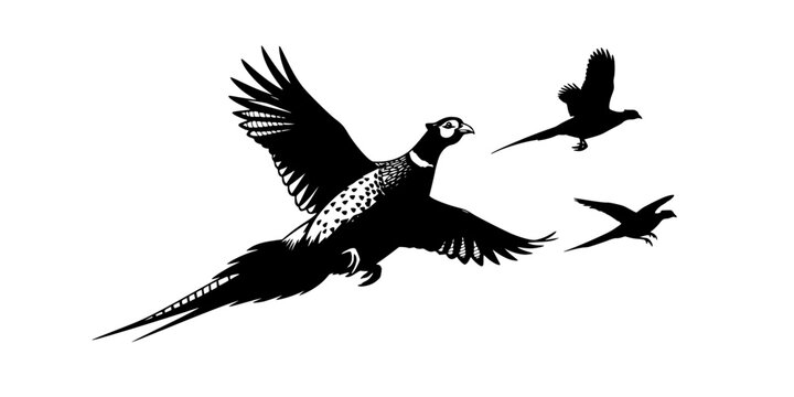 Pheasant silhouette, Flying pheasant silhouette, Pheasant SVG, Pheasant silhouette clip art, Bird silhouettes, Bird SVG, Bird clip art
