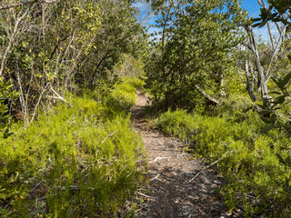 Obraz premium Narrow Green Corridor Trail in Everglades Backcountry