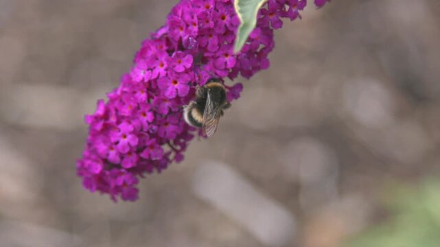 Macro Bumblebee Pollinating Pink Buddleia Flower &ndash; Wildlife Nature Close Up Slow Motion