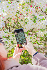 Naklejka premium Female hands holding smartphone capturing white spring blossoms on flowering tree, mobile photography of blooming branch, soft bokeh background. Spring hobby, modern nature photography