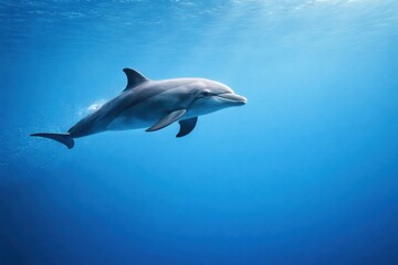 Dolphin Swimming Gracefully in Clear Blue Ocean Water During Daylight