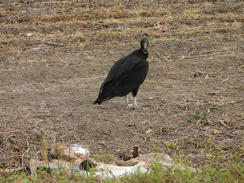 A hungry, black vulture, eyeing a deer carcass, as a tasty morsel. Santee National Wildlife Refuge, Clarendon County, South Carolina.  