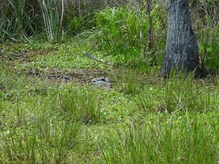 American alligator, camouflaged into the environment, lurking within the swampy wetlands of the Santee National Wildlife Refuge, Clarendon County, South Carolina.
