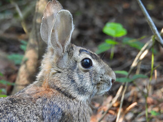 Portrait of an eastern cottontail, living within a wetland forest. Santee National Wildlife Refuge, Clarendon County, South Carolina. © Scenic Corner