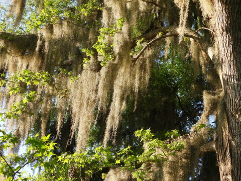 Natural background, texture.Southern live oak tree, with its branches draped in Spanish moss. Santee National Wildlife Refuge, South Carolina.