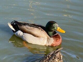 Obraz premium Pondside Ducks