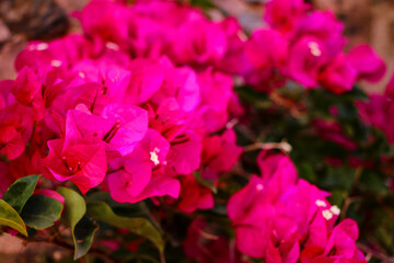 Fototapeta premium Close-up of vibrant pink bougainvillea flowers with green leaves, background blurred, natural daylight, outdoor garden setting.