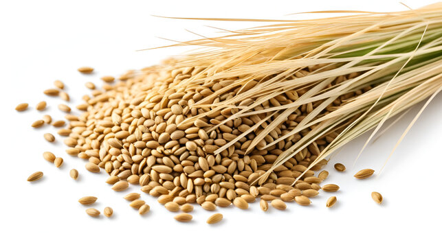 Switchgrass seeds isolated on white background