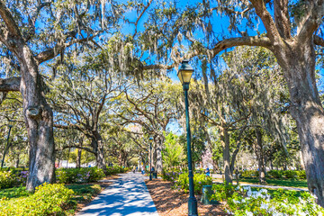 Fototapeta premium A park with a path lined with trees and a lamp post