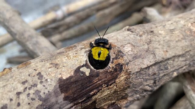 Xylocopa Carpenter Bee with Yellow Thorax and Shiny Black Body Emerging from Wood Nest Hole
