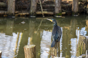 Ein Kormoran auf einem Holzpfahl 
