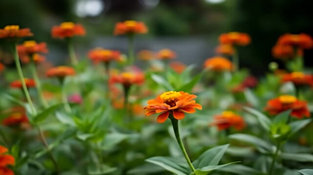 Orange zinnia bloom against a green, out-of-focus garden background, soft lighting