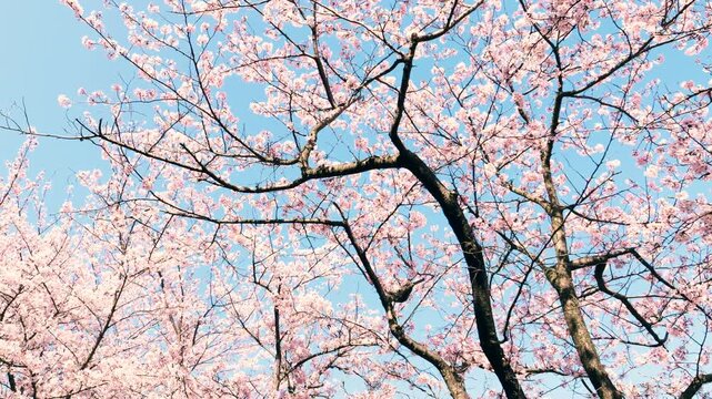 Somei Yoshino cherry blossoms swaying in the breeze under a blue sky, Spring nature, 4K slow motion