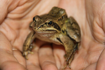 Obraz premium Close up of a frog sitting in human hands. Wildlife protection, environmental care, biodiversity, ecology and conservation concept. Natural amphibian in safe gentle hold. World Frog Day 20 March