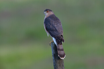 Sharp-shinned hawk perched, seen in the wild in North California