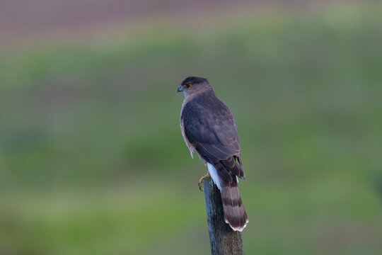 Sharp-shinned hawk perched, seen in the wild in North California