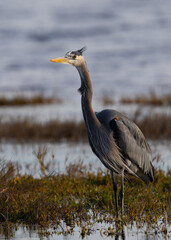 Great blue heron in beautiful light, seen in the wild in a North California marsh