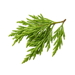 product shot of a fresh juniper branch hyperrealistic fine details studio softbox lighting minimal shadow pristine white background professional photography