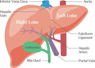 Liver Anatomy Diagram with Labeled Structure Including Hepatic Artery Portal Vein and Gallbladder