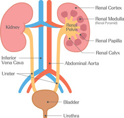 Internal Structure of the Kidney Diagram Showing Cortex Medulla and Renal Pelvis