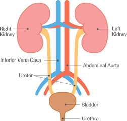Kidney Anatomy Diagram Showing Major Blood Vessels and Urinary Tract