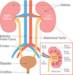Kidney Anatomy with Renal Artery and Vein Detailed Cross Section Illustration