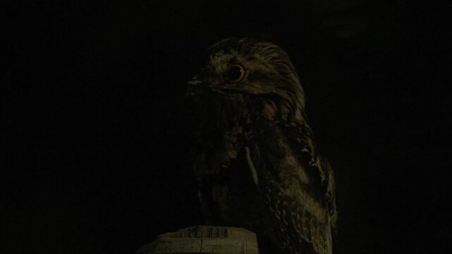 Close-up of a Common Potoo (Nyctibius griseus) perched on a tree trunk at night, showcasing its remarkable camouflage and nocturnal behavior in a natural habitat.