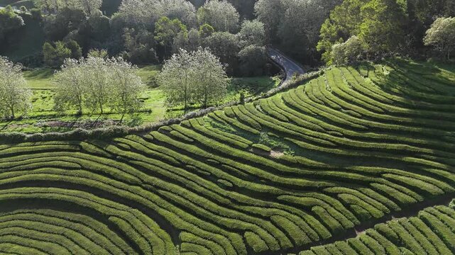 Tea fields stretching across rolling volcanic landscape of Sao Miguel Island, Azores, aerial view