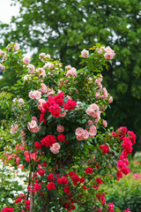 Obraz premium Branch of delicate red roses in full bloom growing in summer garden. Romantic floral background with natural light, decorative flowers and green foliage. Spring and nature, gardening, plant breeding.