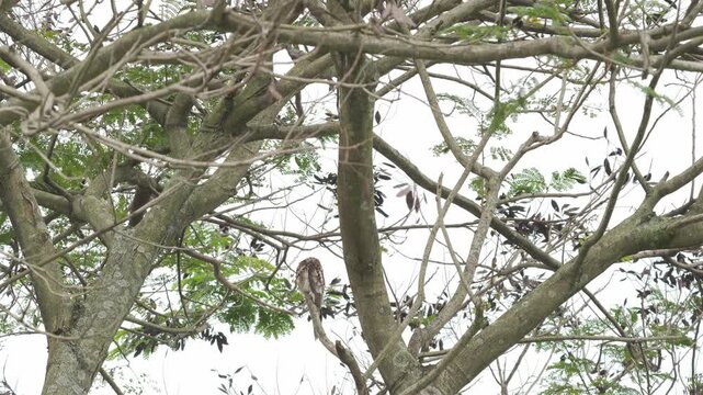 Common Potoo, Nyctibius griseus, preening, sleeping bird, nocturnal bird, perched on trunk, camouflage bird, night wildlife, tree trunk, wildlife, nature footage, tropical bird, forest bird, birdwatch