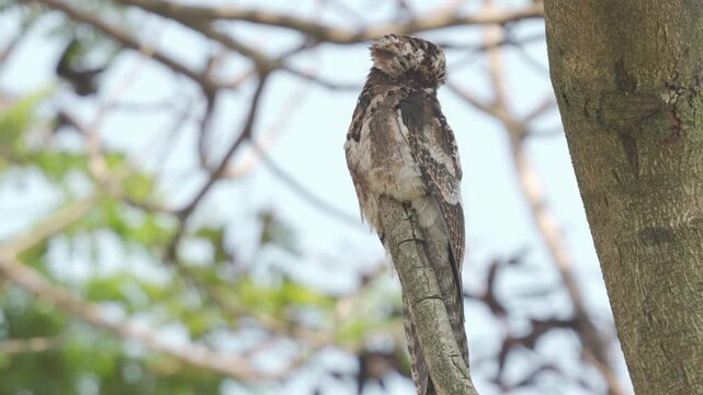 Common Potoo, Nyctibius griseus, preening, sleeping bird, nocturnal bird, perched on trunk, camouflage bird, night wildlife, tree trunk, wildlife, nature footage, tropical bird, forest bird,