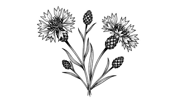 Decorative Cornflower and Knapweed Hand Drawn Ink Botanical Vector Illustration Isolated on White