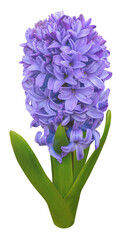 Inflorescence of lilac hyacinth, isolated