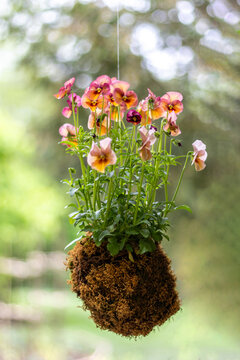 Pretty peach pansies in rustic sphagnum moss hanging planter