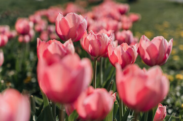 Pink Tulips in Bloom Close Up with Soft Natural Light