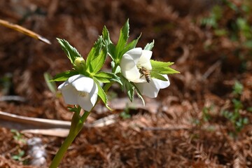 Hellebore (Christmas rose) is a perennial plant that blooms from winter to early spring and is easy to grow in the garden or in a pot, making it popular among gardening enthusiasts.