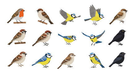 Naklejka premium Variety of Birds Species.