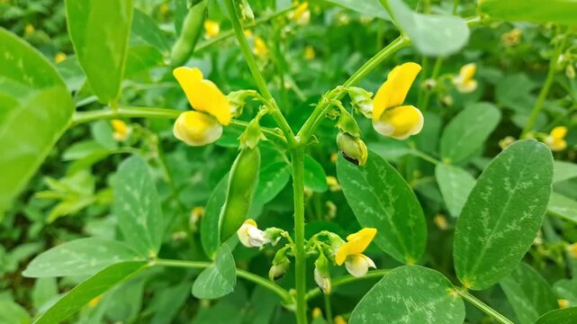 Lush green pigeon pea plants with bright yellow flowers blooming in an agricultural field. Concept of organic farming and cultivation of healthy legume crops for food production